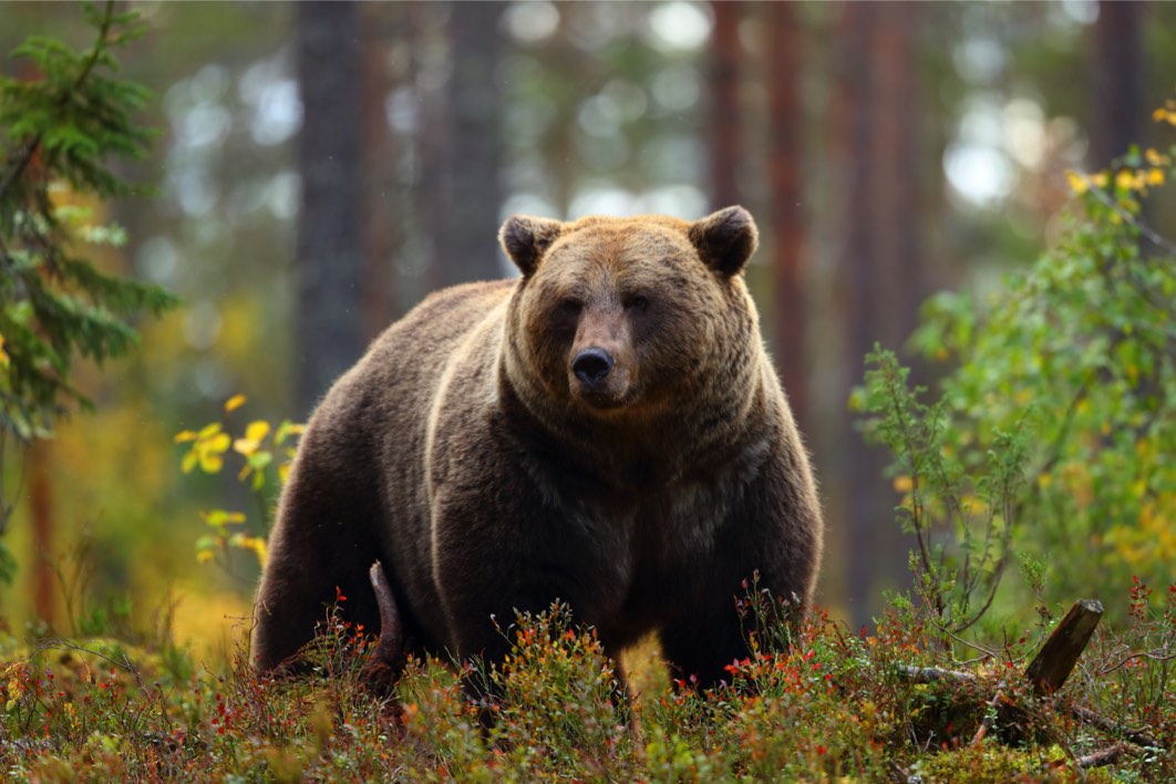 Le grizzly Le grizzly